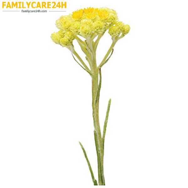 Helichrysum - Cúc bất tử