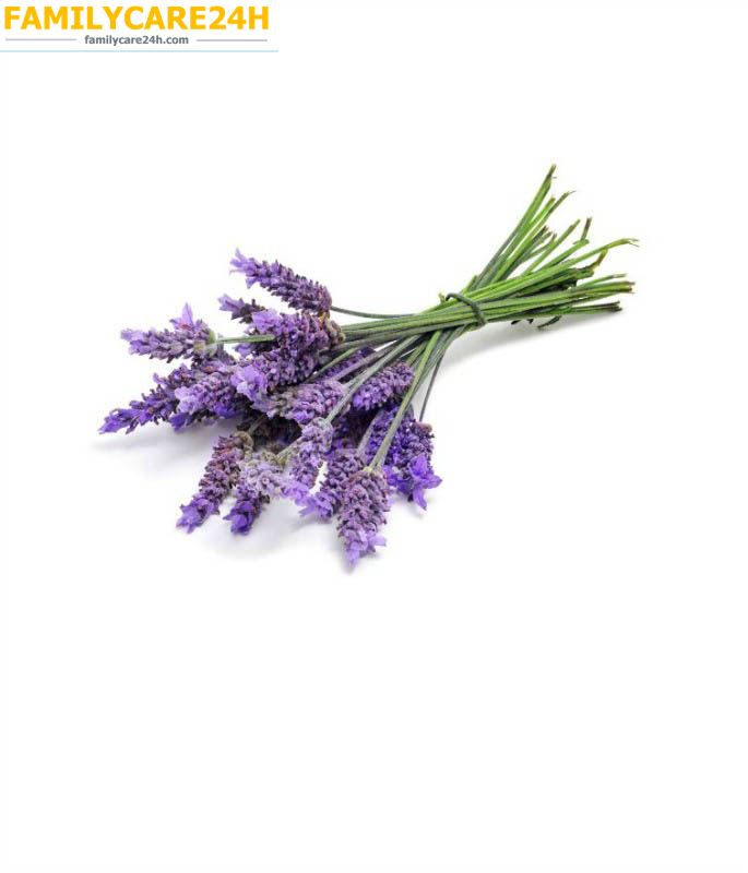 Lavender - Oải hương